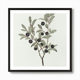 Blackberry Art Print