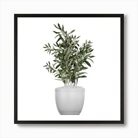 Olive Tree In A Pot Art Print