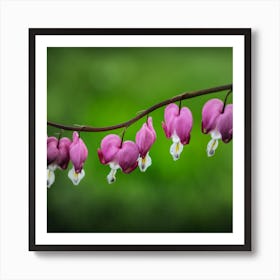 Bleeding Heart 2 Art Print