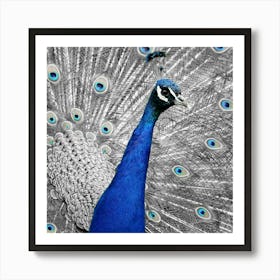 Peacock By Daniel Taylor Art Print