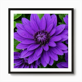 Purple Dahlia Art Print