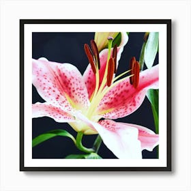 Asiatic lily Art Print