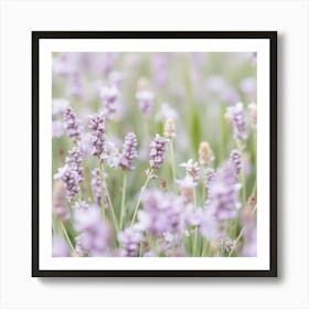 Lavender Field 2 Art Print