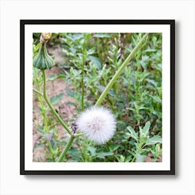 Rabbit grass Art Print