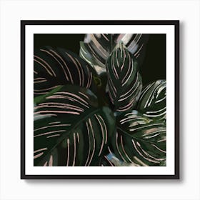 Plant Leaves Art Print