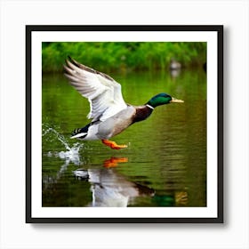 Male Anas Platyrhynchos Mallard Duck In A Vibrant Profile View Wing Extending Mid Flight Over A S (1) Art Print