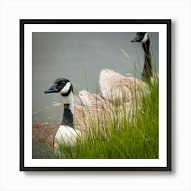 Canadian Geese 26 Art Print