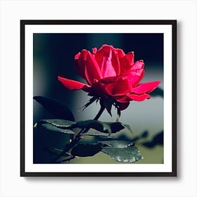 Rose 638a9329 Art Print