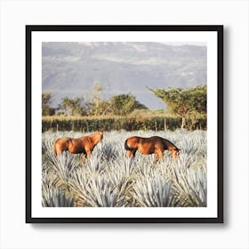 Horses In Agave Field Square Art Print