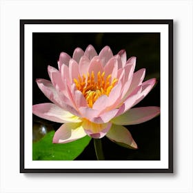 Pink Lotus Flower 1 Art Print