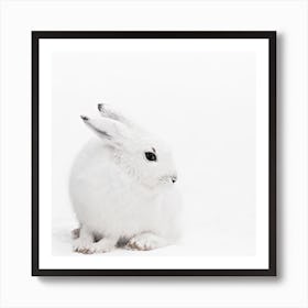 Arctic Hare 1 Square Art Print