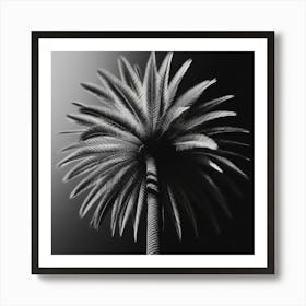 Black And White Palm Tree 3 Art Print