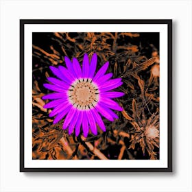 Purple Daisy Art Print