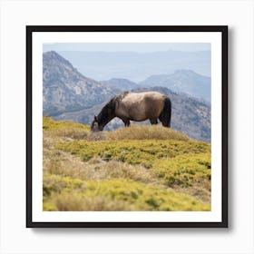 Wild Horse Sierra Nevada Art Print