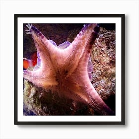 Starfish Art Print