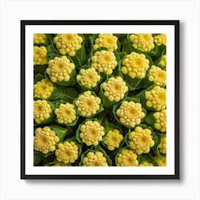 Yellow Cauliflower 2 Art Print