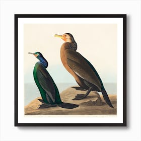 Violet Green Cormorant, Birds Of America, John James Audubon Art Print