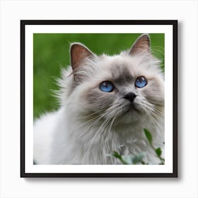 Blue Eyes Cat Art Print