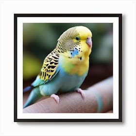 Budgie Art Print