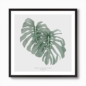 Swiss Cheese Plant Off White Square Art Print