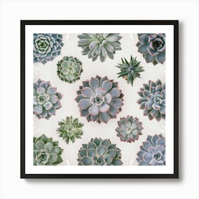 Succulent and Cacti Art Print