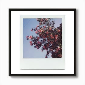 Polaroid Camellia Blossom 08 Art Print