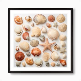 Shells On White Background Art Print