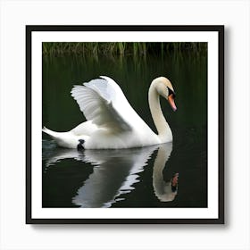 Swan In Water 3 Art Print