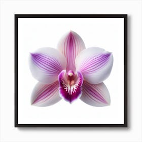 Dendrobium Orchid Art Print