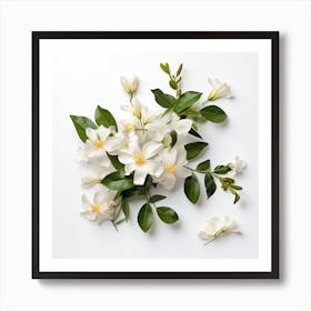 White Jasmine Flowers On White Background 1 Art Print