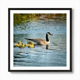 Firefly Baby Ducklings And Canadian Geese Swimming Together 37848 (2) Art Print