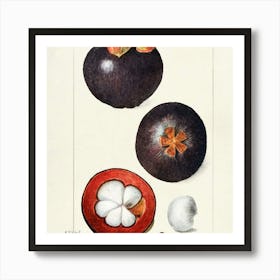 Passion Fruit 1 Art Print