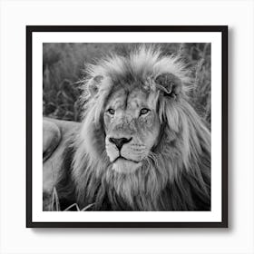 Lion Male Art Print