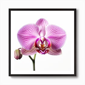 A Close Up Photo Of An Orchid. White Background. Art Print