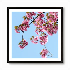 Cherry Blossoms 1 Art Print