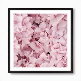 Pink Hydrangea Blossom Square Art Print