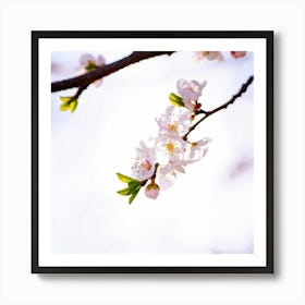 Cherry Blossoms 25 Art Print