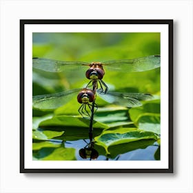 Dragonflies 3 Art Print