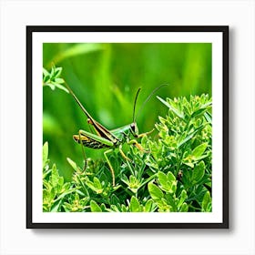 Grasshoppers Insects Jumping Green Legs Antennae Hopper Chirping Herbivores Garden Fields (5) Art Print