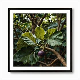 Fig Tree Art Print 2 Art Print