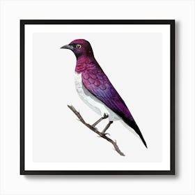 Purple Kingfisher Art Print