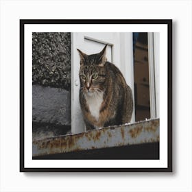 Cat On A Window Sill Art Print