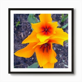 Orange Tulips Art Print