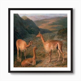 Peruvian Llamas Square Art Print