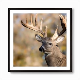 Whitetail Deer 1 Art Print