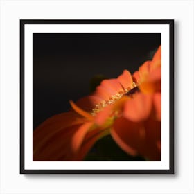 Orange in Bloom Art Print