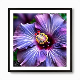 Purple Hibiscus Flower Art Print