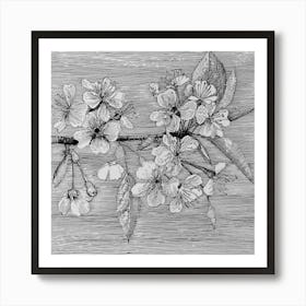 Cherry Blossoms Art Print