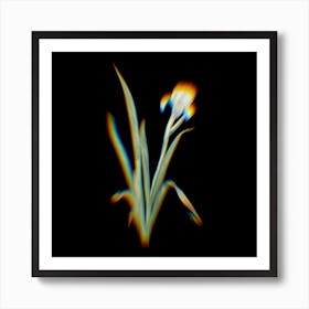 Prism Shift Crimean Iris Botanical Illustration on Black n.0328 Art Print