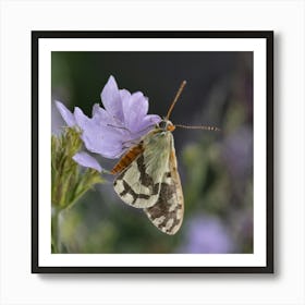Moth On A Purple Flower Art Print